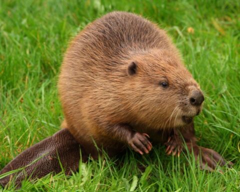 Un castor sauvage observé dans le Norfolk pour la première fois depuis 500 ans