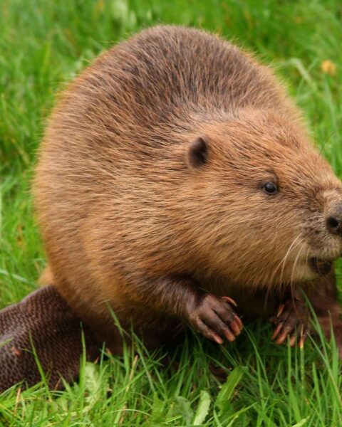 Un castor sauvage observé dans le Norfolk pour la première fois depuis 500 ans