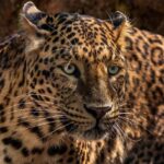 Un nouveau jaguar identifié en Arizona : une lueur d’espoir pour l’espèce menacée