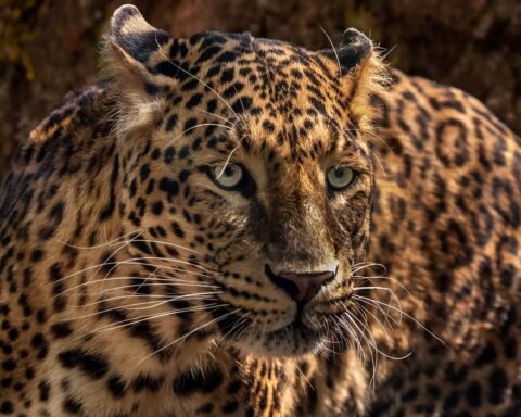 Un nouveau jaguar identifié en Arizona : une lueur d’espoir pour l’espèce menacée
