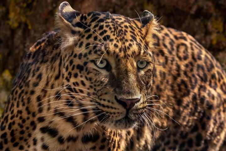 Un nouveau jaguar identifié en Arizona : une lueur d’espoir pour l’espèce menacée