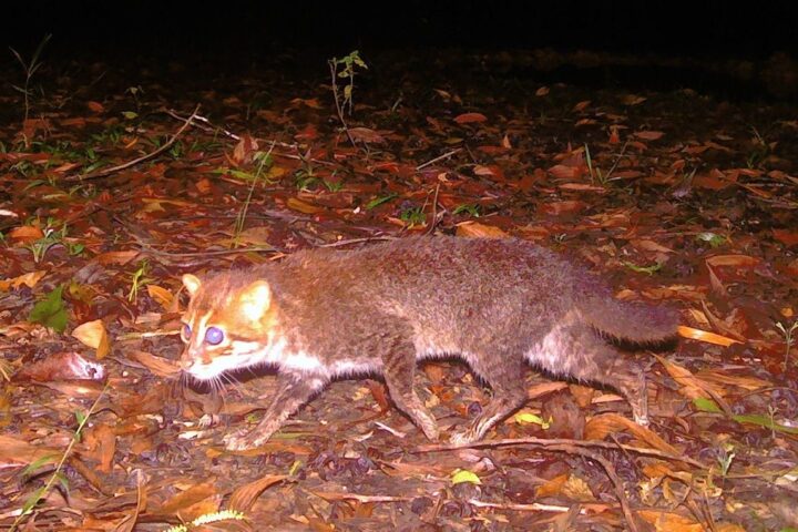 Une espèce de chat sauvage considérée comme éteinte redécouverte en Thaïlande dans un sanctuaire naturel