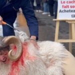 Une militante dénonce la cruauté de l'industrie du cachemire lors d'une action à Londres