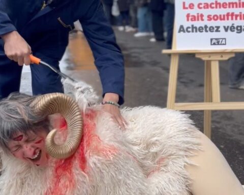 Une militante dénonce la cruauté de l'industrie du cachemire lors d'une action à Londres