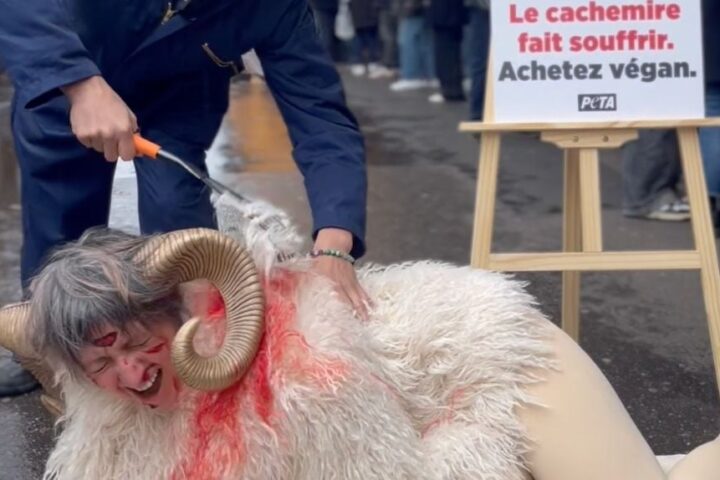 Une militante dénonce la cruauté de l'industrie du cachemire lors d'une action à Londres