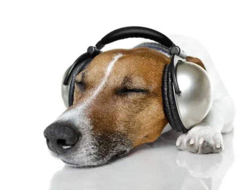 Des services serbes et russes accusés d’avoir testé des armes acoustiques sur des chiens