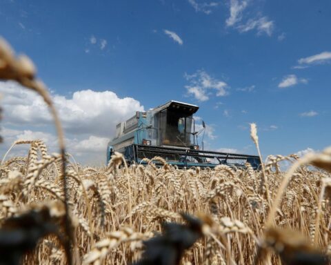 Le blé dur ukrainien renforce la stabilité des approvisionnements du marché italien