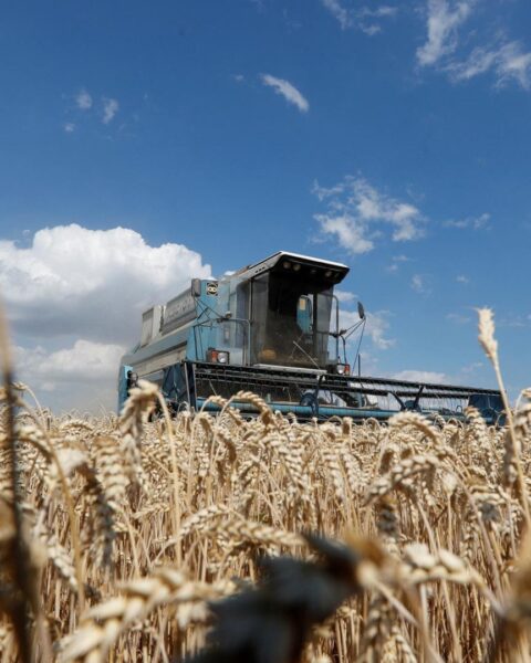 Le blé dur ukrainien renforce la stabilité des approvisionnements du marché italien