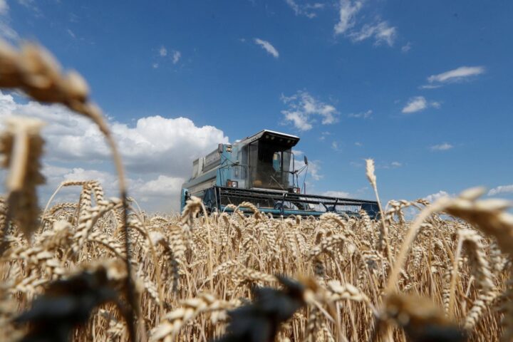 Le blé dur ukrainien renforce la stabilité des approvisionnements du marché italien