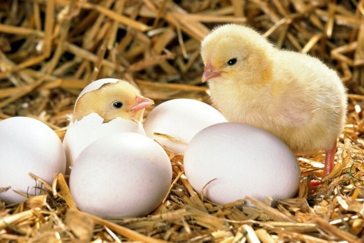 L’Ukraine s’impose comme fournisseur externe clé face aux tensions du marché européen des œufs