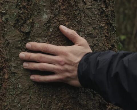 À l'affiche : « Forêt rouge », « Jusqu'à l'aube », « Laguna », « Abel »