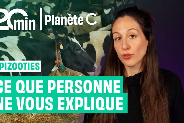 Épizooties en Europe : comprendre les menaces sanitaires à l'élevage moderne