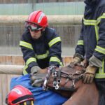 Haute-Loire : les pompiers sauvent plus de 250 animaux, mais manquent de vétérinaires