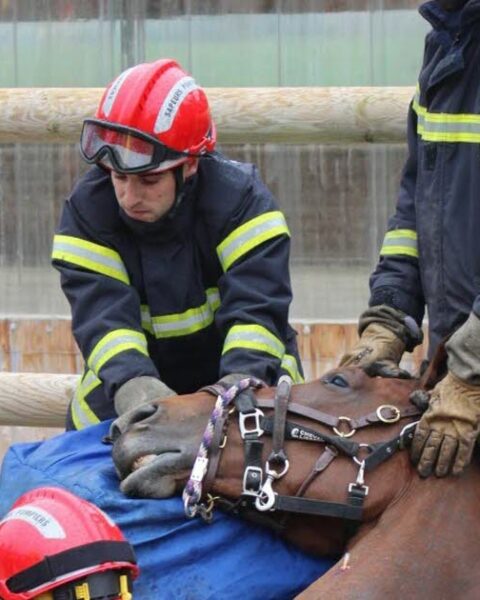 Haute-Loire : les pompiers sauvent plus de 250 animaux, mais manquent de vétérinaires