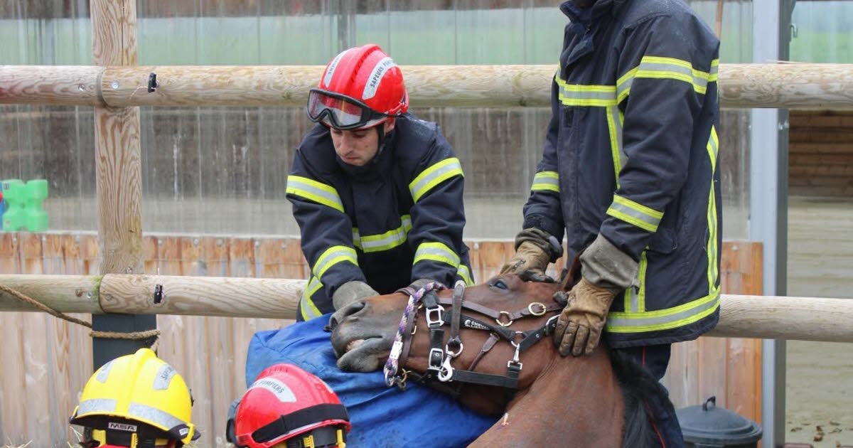 Haute-Loire : les pompiers sauvent plus de 250 animaux, mais manquent de vétérinaires