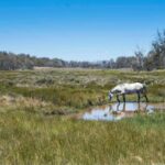 La diminution de la population de chevaux sauvages dans le parc national du Kosciuszko offre une opportunité de restauration écologique