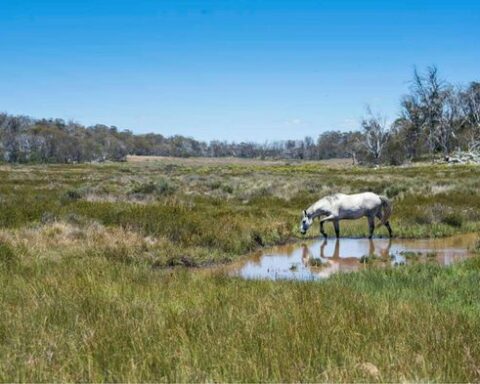 La diminution de la population de chevaux sauvages dans le parc national du Kosciuszko offre une opportunité de restauration écologique