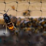 La vague de froid influence-t-elle la population de frelons asiatiques en France ?
