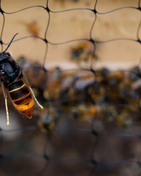 La vague de froid influence-t-elle la population de frelons asiatiques en France ?