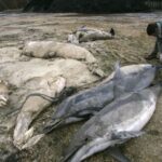 Le changement climatique exacerbe les captures accidentelles de dauphins sur la côte atlantique