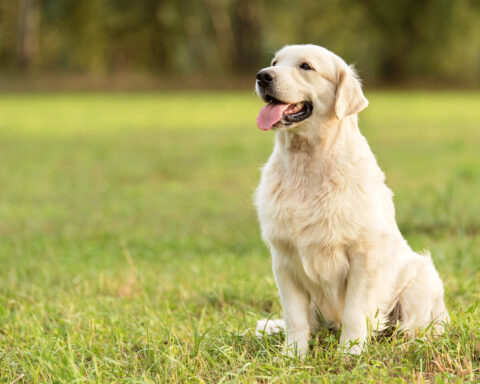 Le Golden retriever supplanté par le Berger australien comme chien préféré des Français en 2025