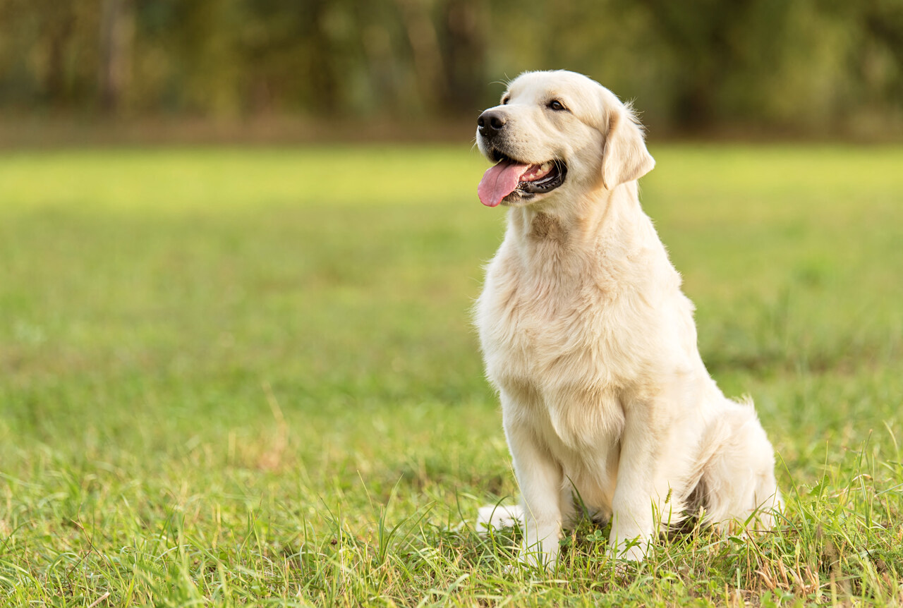 Le Golden retriever supplanté par le Berger australien comme chien préféré des Français en 2025