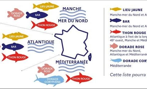 L'entrée en vigueur de l'application pour les pêcheurs amateurs reportée en raison de problèmes techniques