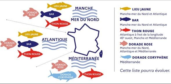 L'entrée en vigueur de l'application pour les pêcheurs amateurs reportée en raison de problèmes techniques