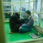 Les capacités impressionnantes des chimpanzés et d'autres animaux géniaux fascinant les scientifiques