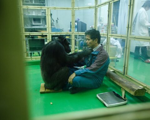 Les capacités impressionnantes des chimpanzés et d'autres animaux géniaux fascinant les scientifiques