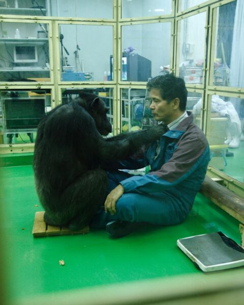 Les capacités impressionnantes des chimpanzés et d'autres animaux géniaux fascinant les scientifiques