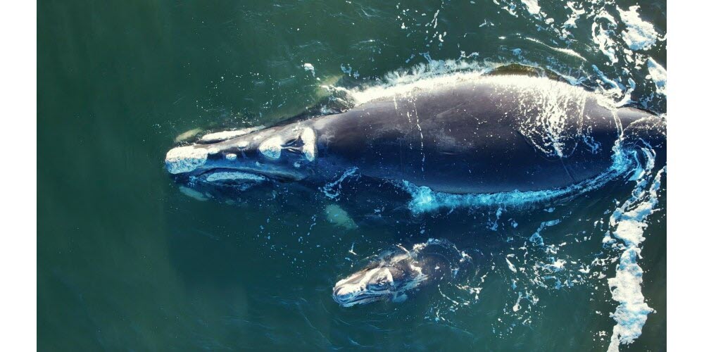 Les éléphants et les baleines : des modèles de résistance au cancer pour la recherche humaine