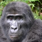 Naissance de jumeaux gorilles de montagne au parc national des Virunga, un événement exceptionnel