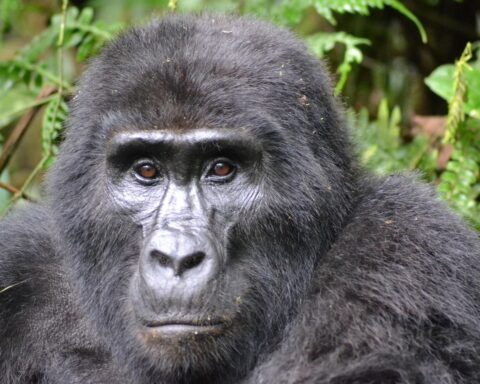 Naissance de jumeaux gorilles de montagne au parc national des Virunga, un événement exceptionnel