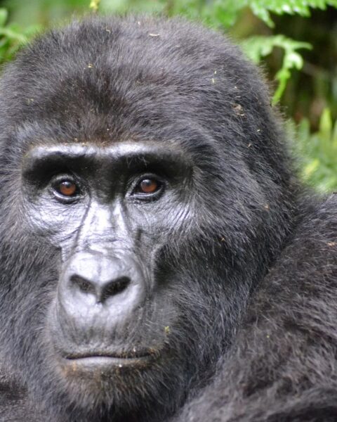 Naissance de jumeaux gorilles de montagne au parc national des Virunga, un événement exceptionnel