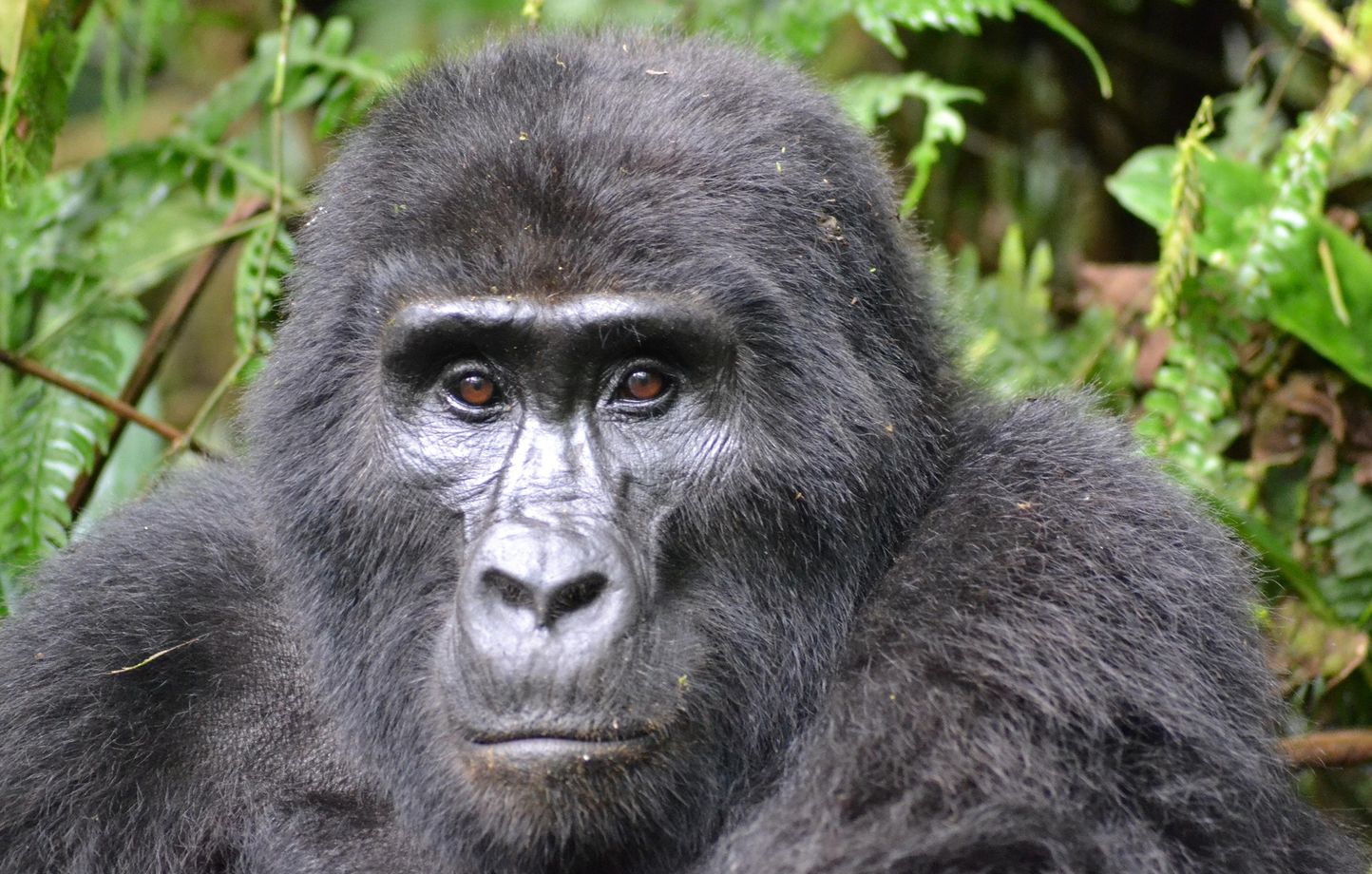 Naissance de jumeaux gorilles de montagne au parc national des Virunga, un événement exceptionnel