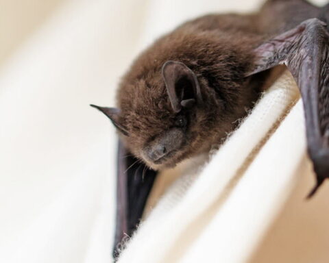 Nipah : les inquiétudes croissantes des autorités face à ce virus zoonotique en Inde