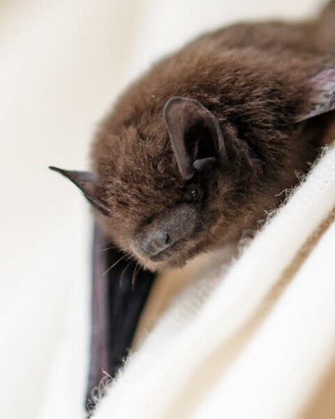 Nipah : les inquiétudes croissantes des autorités face à ce virus zoonotique en Inde