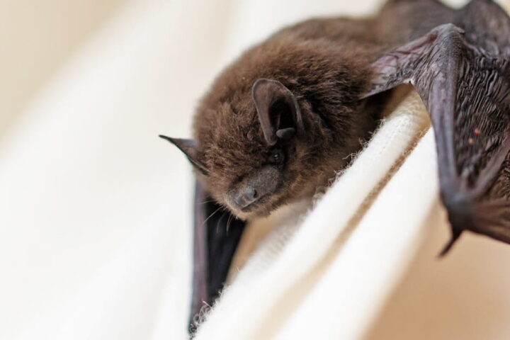 Nipah : les inquiétudes croissantes des autorités face à ce virus zoonotique en Inde