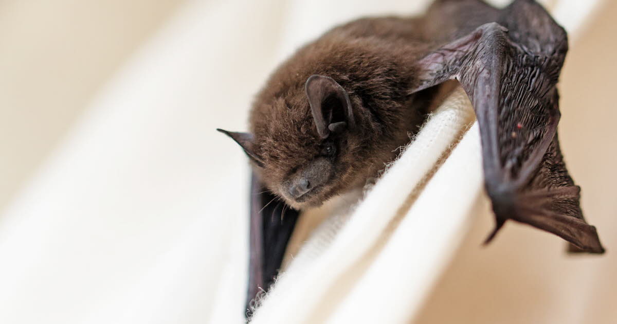 Nipah : les inquiétudes croissantes des autorités face à ce virus zoonotique en Inde