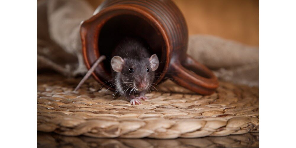 Trois jeunes hospitalisés en réanimation en Bourgogne-Franche-Comté à cause de la leptospirose