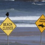 Un surfeur gravement blessé par un requin à Sydney, la troisième attaque en 48 heures