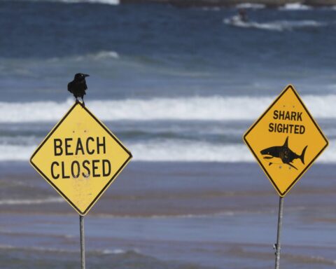 Un surfeur gravement blessé par un requin à Sydney, la troisième attaque en 48 heures