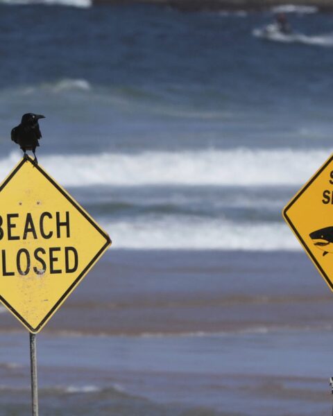 Un surfeur gravement blessé par un requin à Sydney, la troisième attaque en 48 heures
