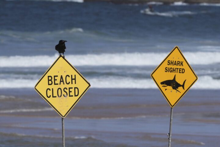 Un surfeur gravement blessé par un requin à Sydney, la troisième attaque en 48 heures
