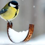 Une étude révèle que les oiseaux sont moins fréquents dans les zones à forte utilisation de pesticides en France