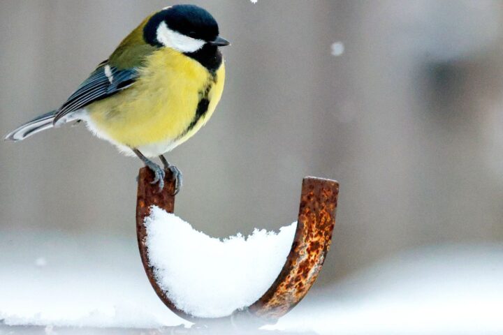 Une étude révèle que les oiseaux sont moins fréquents dans les zones à forte utilisation de pesticides en France