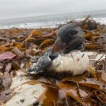 Vingt-six ans après le naufrage de l'Erika, des oiseaux marins victimes de fuites de pétrole en Bretagne