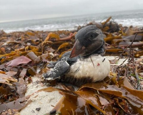 Vingt-six ans après le naufrage de l'Erika, des oiseaux marins victimes de fuites de pétrole en Bretagne