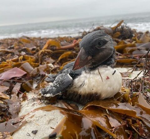 Vingt-six ans après le naufrage de l'Erika, des oiseaux marins victimes de fuites de pétrole en Bretagne